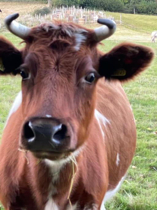 Arniss Farmhouse Fordingbridge Zewnętrze zdjęcie